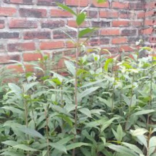 Com Bo 4 Cây Mai Vàng Yên Tử