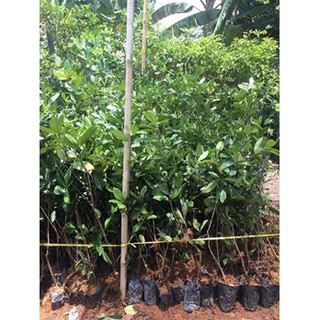 cây giống cherry brazil chịu nhiệt