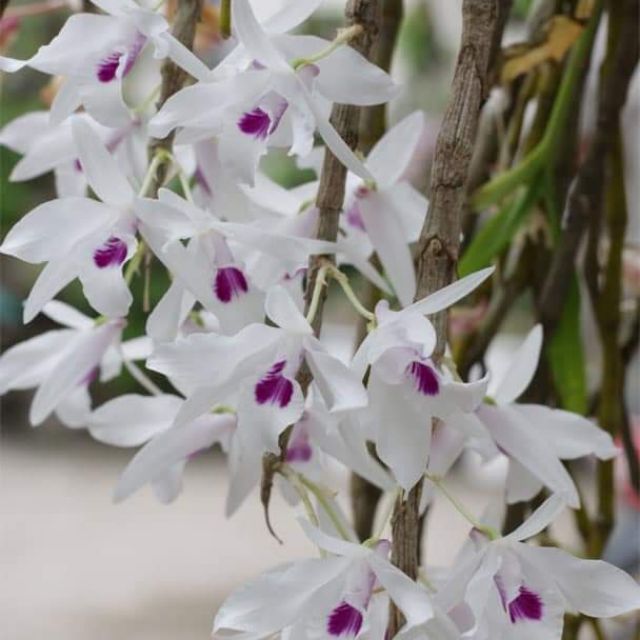 Ý ngọc