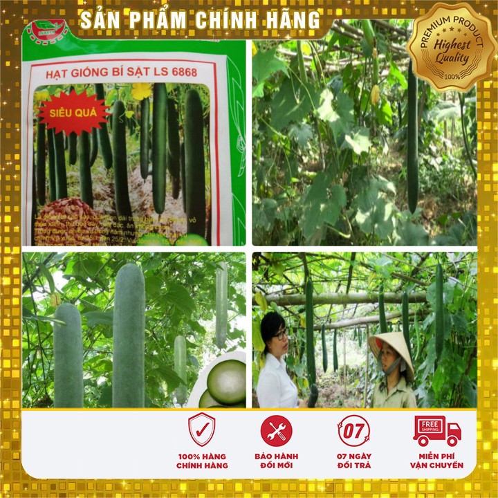 Hạt giống bí xanh cao sản (2gr)