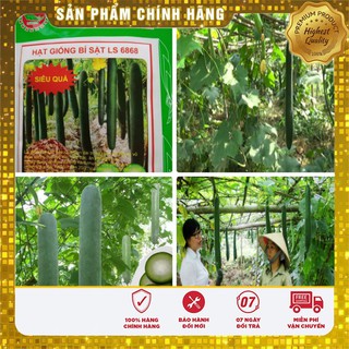 Hạt giống bí sặt cao sản - 2gr