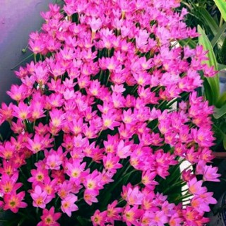 Cây hoa huệ mưa