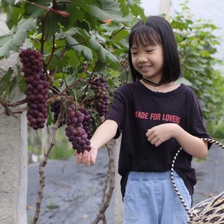 Cây giống Nho Hạ Đen