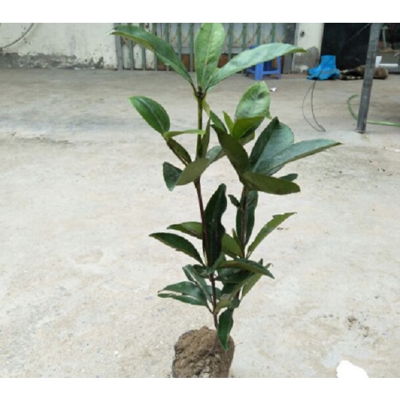 Cây cherry brazil