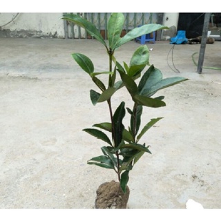 Cây cherry brazil
