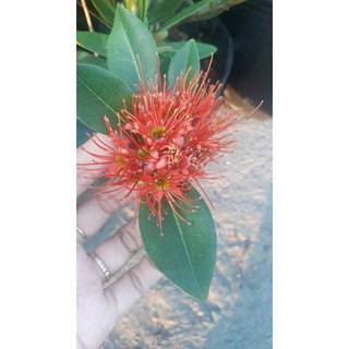 Cây Mai Thái ( cam , hồng , Vàng)