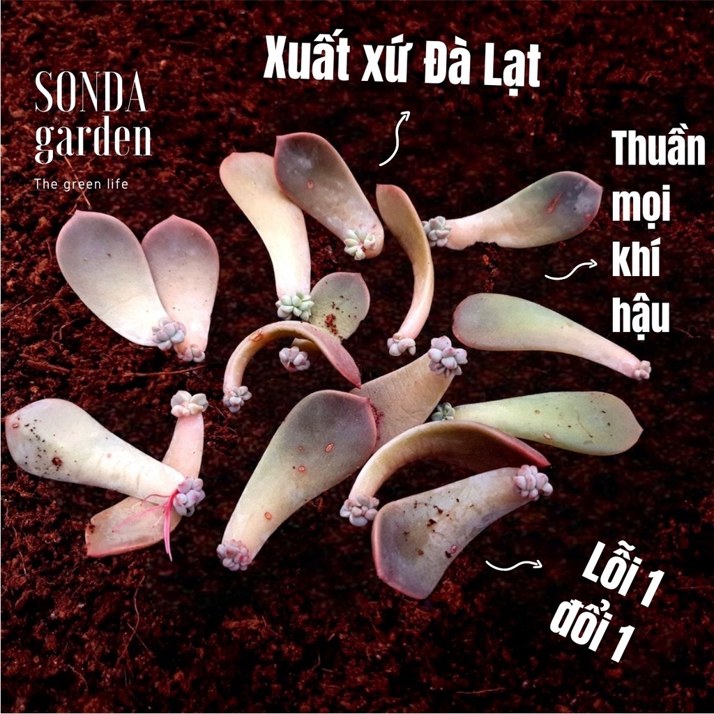 5 lá mầm sen đá hồng quế SONDA GARDEN, xuất xứ Đà Lạt, khoẻ đẹp, lỗi 1 đổi 1