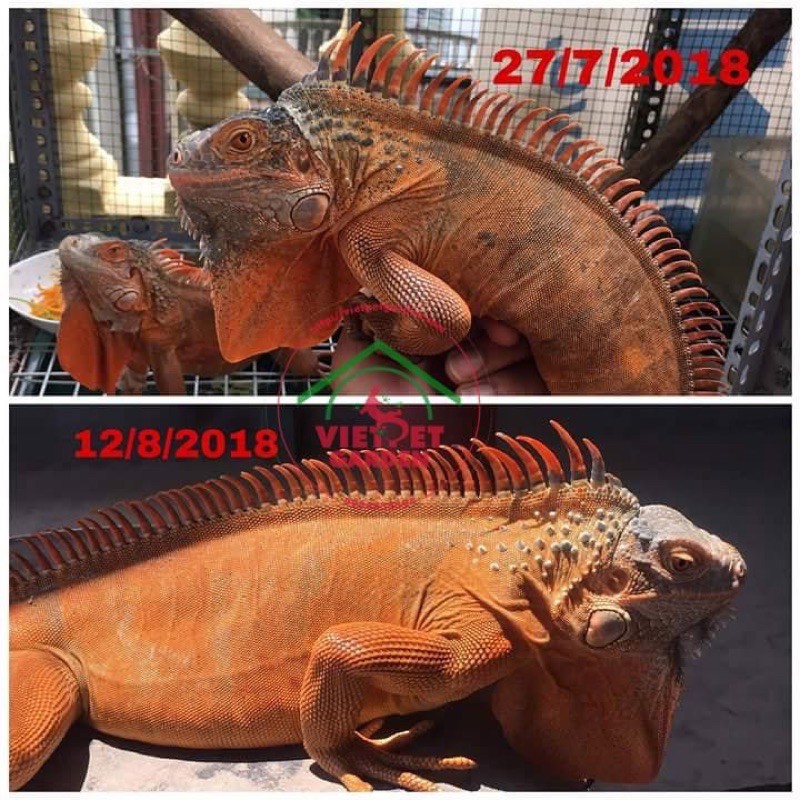 Thức ăn đồ ăn cho rồng nam mỹ multi iguana food | Vietpetgarden