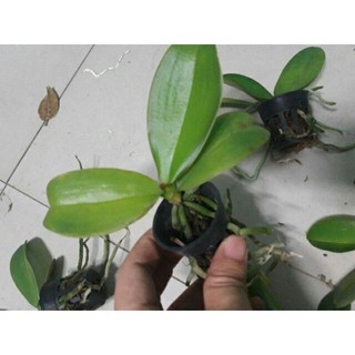 Hồ điệp giống đủ màu