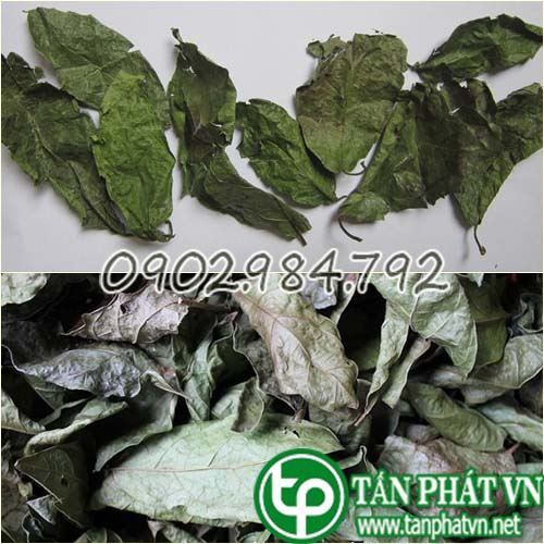 Lá Xạ Đen Sấy Khô 500g