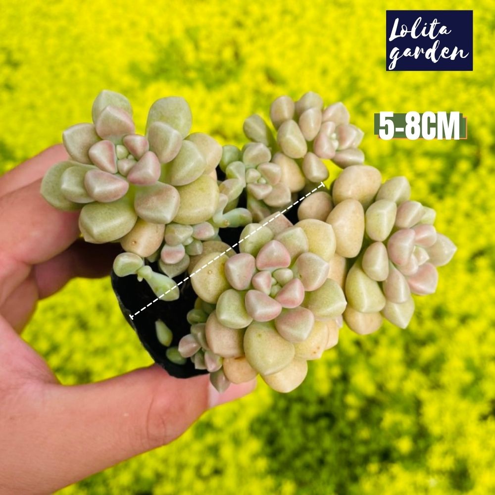 Sen đá kim tuyến Đà Lạt size bé cây cảnh trang trí nhà cửa Lolita garden