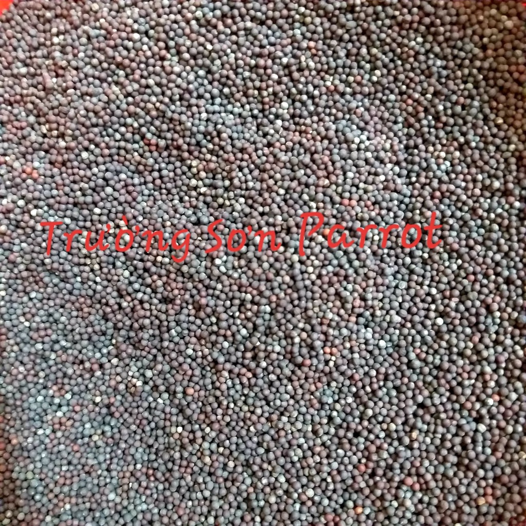 Hạt mần ri kích lửa cho cu gáy, bóng long...