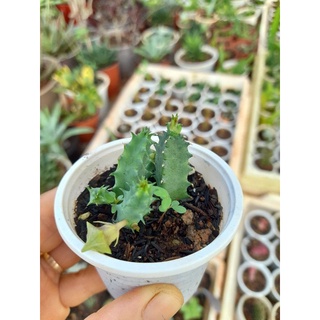 Xương rồng sao biển hoa xanh bụi nhỏ 4cm