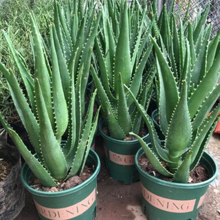 CHẬU CÂY NHA ĐAM THÁI, BẸ SIÊU TO,SIÊU DỄ TRỒNG, SIÊU NĂNG SUẤT, SIÊU KINH TẾ , cam kết uy tín chất lượng