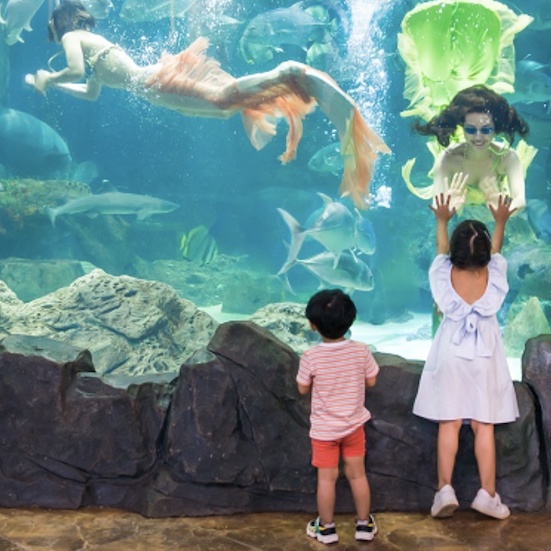 Vé vào cửa tất cả các ngày kể cả Lễ không phụ thu tại Thủy Cung Aquarium Times City