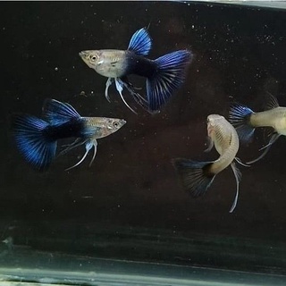 Cám cá guppy HB Blue Ribbon + Tặng thùng xốp 30x20x10 chống thấm