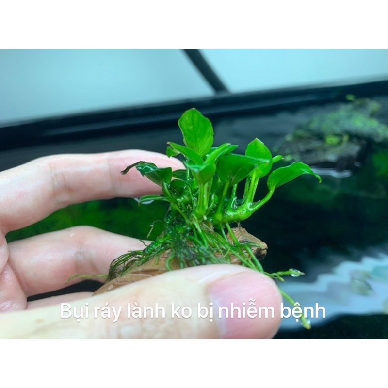 Dung dịch thủy sinh T Doctor - phòng và trị rửa thân ở cây ráy, bucep phân nước