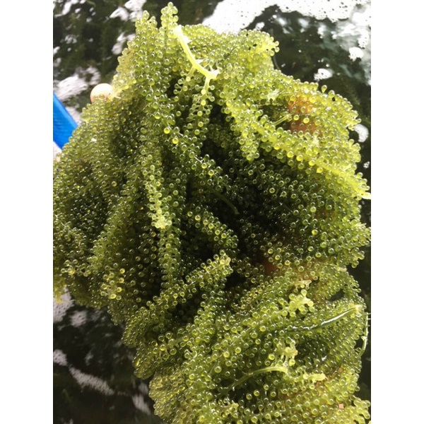 1kg Rong nho tươi hàng mới hàng ngày