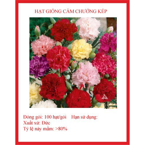 Hạt giống hoa cẩm chướng kép 100 hạt  KHUYẾN MẠI SHOP MỚI HẠ GIÁ SỈ