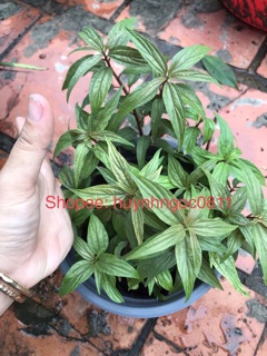 Chậu cây cỏ dòi