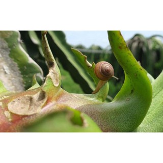 Bả diệt ốc sên gây hại cây trồng an toàn, hiệu quả cao