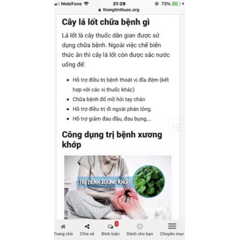 Combo Chậu gồm 5 cây lá lốt