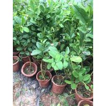 Cây chanh vàng Úc