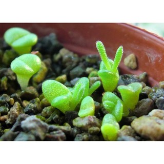 Hạt Giống Tai Thỏ Mix