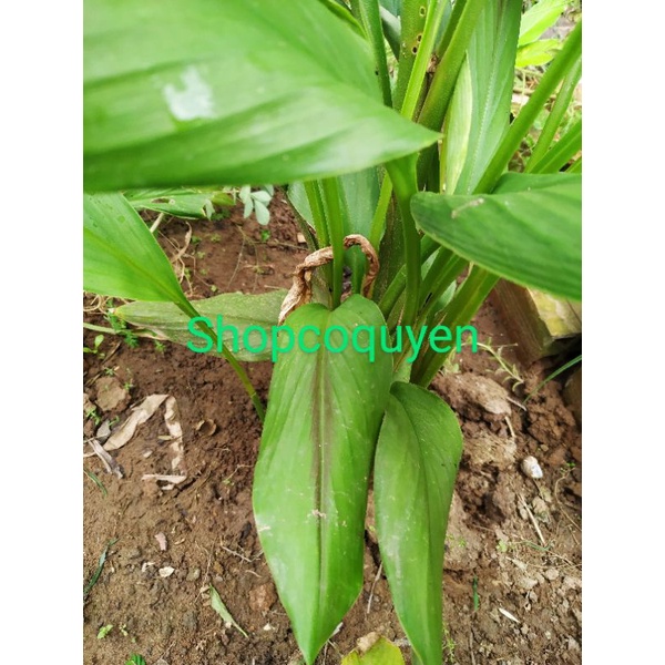 3 cây nghệ đen giống