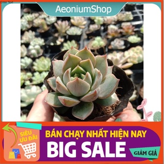 Sen Đá Hoa Hồng Xám 💃💃 Xuất Xứ Đà Lạt, Lỗi 1 Đổi 1 💪 💪