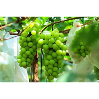 Cây Nho Mẫu Đơn Nhật ( giống đã thuần )