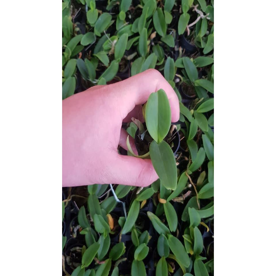 ĐAI CHÂU HỒNG CÁNH SEN CÂY GIỐNG