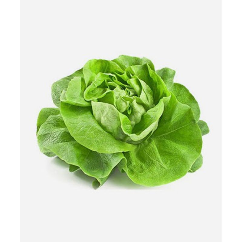 🌳🌳hạt giống xà lách hoa hồng cuộn dòn  💥SALE LỚN💥 chất lượng cao