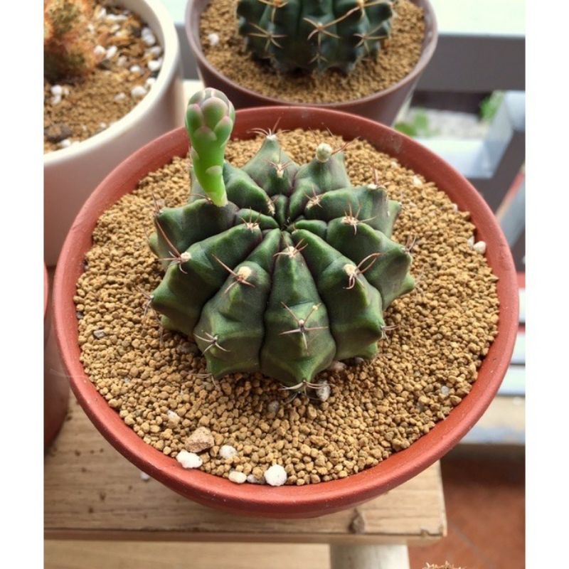 Đất nền Akadama trồng sen đá, tiểu cảnh terrarium, bể thủy sinh, bonsai
