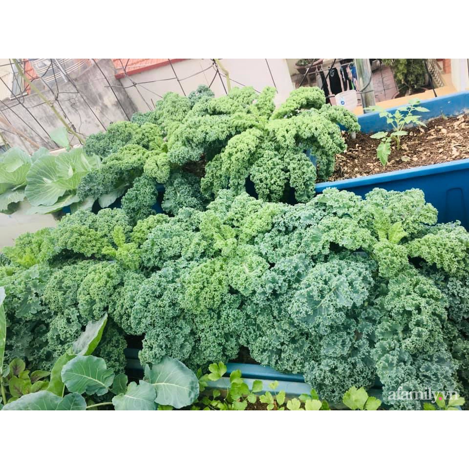 Hạt Giống Rau Cải Xoăn Kale - Trồng Hạt Giống Rau Củ Quả, Rau Sạch Bằng Đất Sạch, Xơ Dừa Và Phân Bón Hữu Cơ