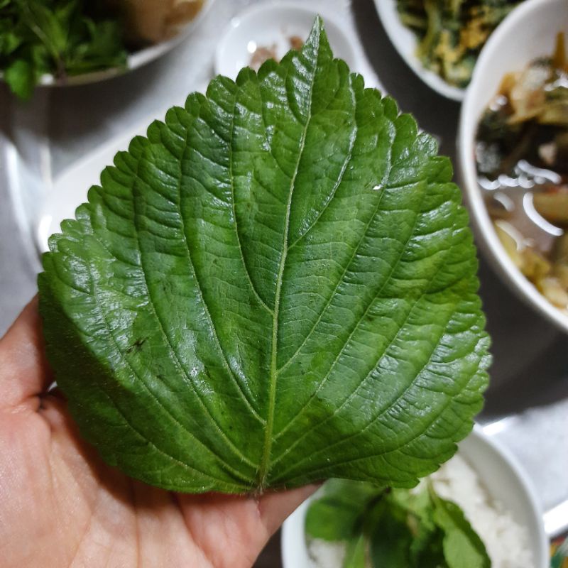 Hạt giống lá mè Hàn Quốc canh tác hữu cơ