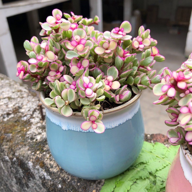 20 Hạt Giống Sen Đá Anh Đào Chịu Nhiệt Chịu Hạn Tốt  - Tặng kèm hạt hướng dương lùn + thuốc kích mầm rễ