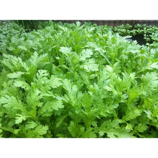 [ Deal 3K ] - 450 hạt giống Cải Cúc nếp ( Hạt giống Thanh Tâm )