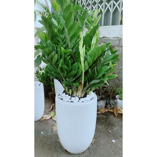 Chậu cây kim tiền lớn