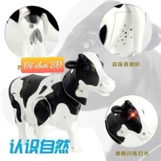 Con bò sữa biết đi