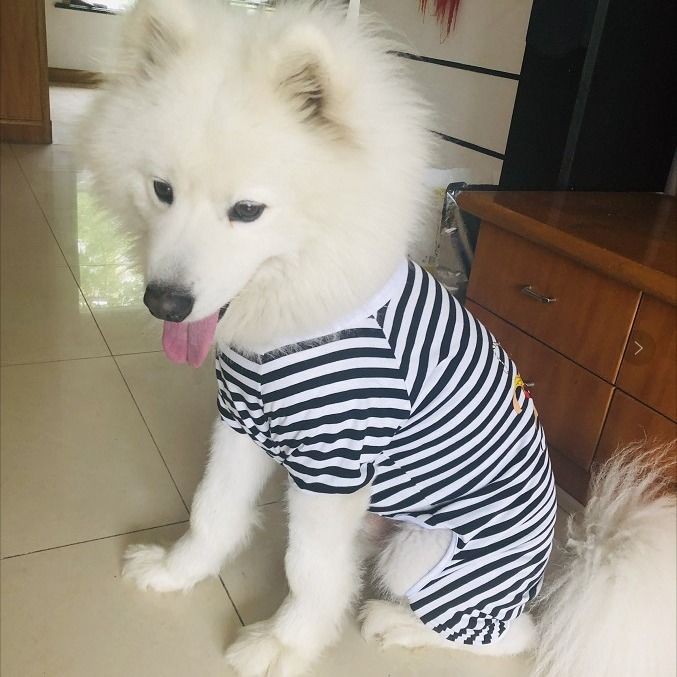 lớn quần áo cho chó vừa mùa hè bốn chân Golden Retriever Samoyed Labrador Thu Xuân Thìn