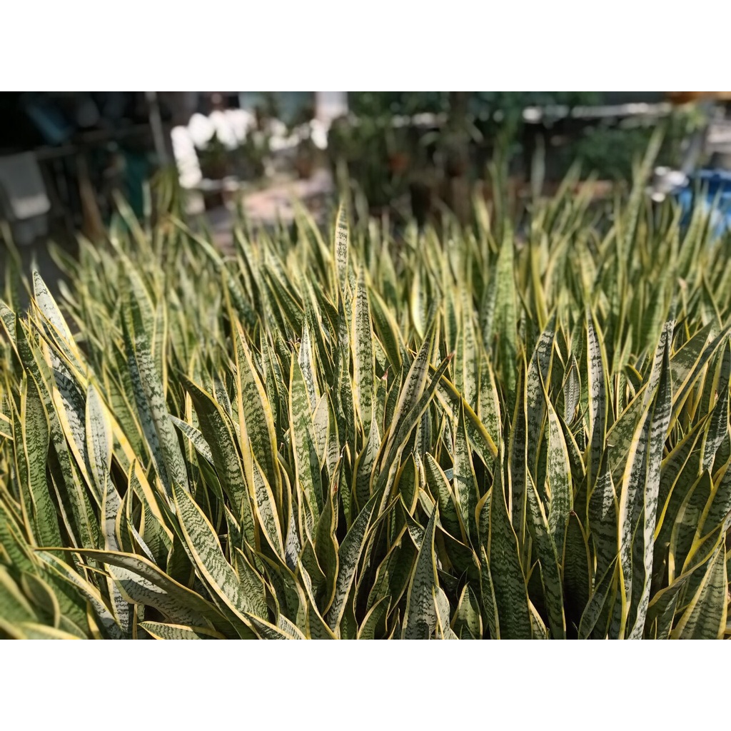 Hạt rải quản lý côn trùng dưới đất gói 1kg