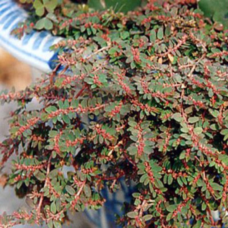 Cây cỏ sữa lá nhỏ loại tốt sạch đẹp 1kg