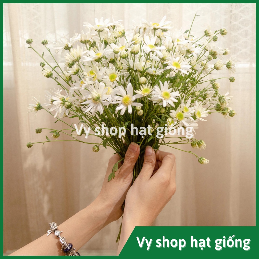 Hạt giống hoa cúc hoạ mi trắng gói 200 hạt