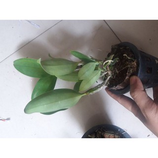 Lan kiều trắng chuẩn màu