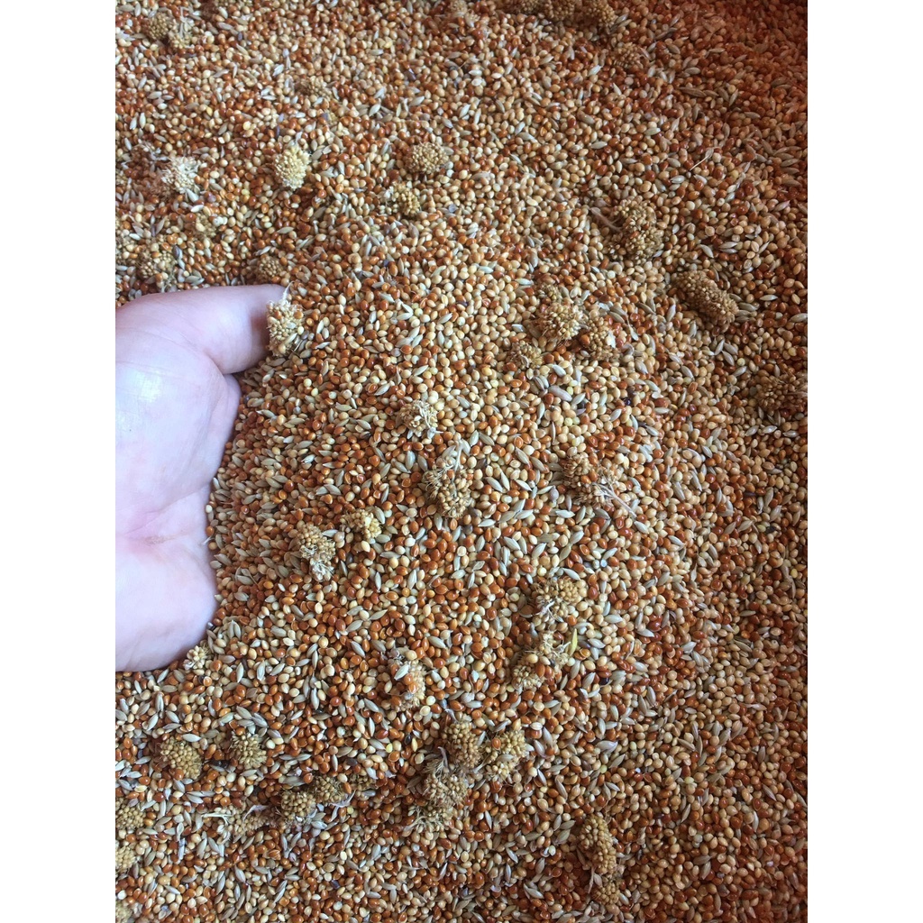 Hạt Trộn cho Vẹt Nhỏ, Hạt Mix Cho Yến Phụng, Lovebird…