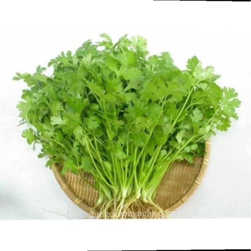 Hạt giống ngò rí