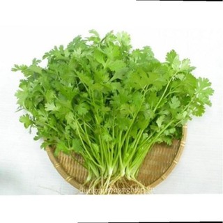 Hạt giống ngò rí
