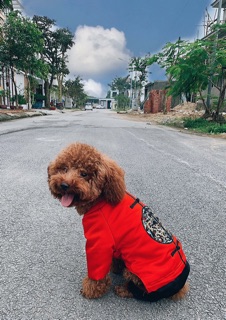 Quần áo Tết cho thú cưng