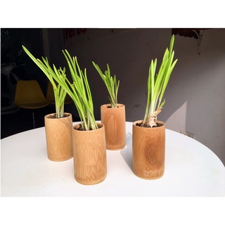 10 CỐC TRE TRỒNG CÂY CAO 12 CM